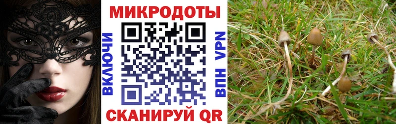 Псилоцибиновые грибы Psilocybine cubensis  Михайлов 